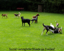 Sozial verträgliche Hunde im Freilauf
