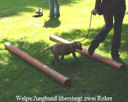 Welpe/Junghund übersteigt zwei Rohre