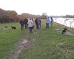 Verträgliche Hunde bei einem gemeinsamen Spaziergang an der Ruhr