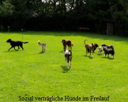 Sozial vertrgliche Hunde im Freilauf
