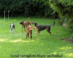 Sozial vertrgliche Hunde im Freilauf