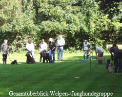 Gesamtberblick Welpen-/Junghundegruppe