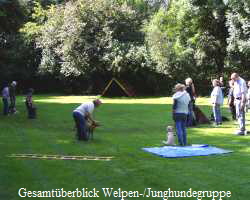 Gesamtberblick Welpen-/Junghundegruppe