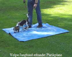 Welpe/Junghund erkundet Platikplane