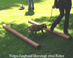 Welpe/Junghund bersteigt zwei Rohre
