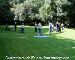 Gesamtberblick Welpen-/Junghundegruppe