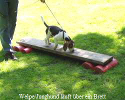 Welpe/Junghund luft ber ein Brett